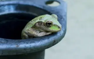 Der Wettlauf der Frösche
