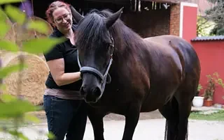 Horse Assisted Coaching: Wie du und dein Pferd Gruppen optimal begleiten könnt