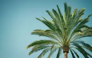 Metapher: Die Palme mit der schweren Last