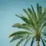 Metapher: Die Palme mit der schweren Last