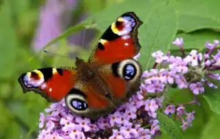 Metapher: Von der Raupe zum Schmetterling